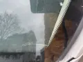 Widok przez przednią szybę auta z widoczną pękniętą szybą. W tle drzewo i budynek.